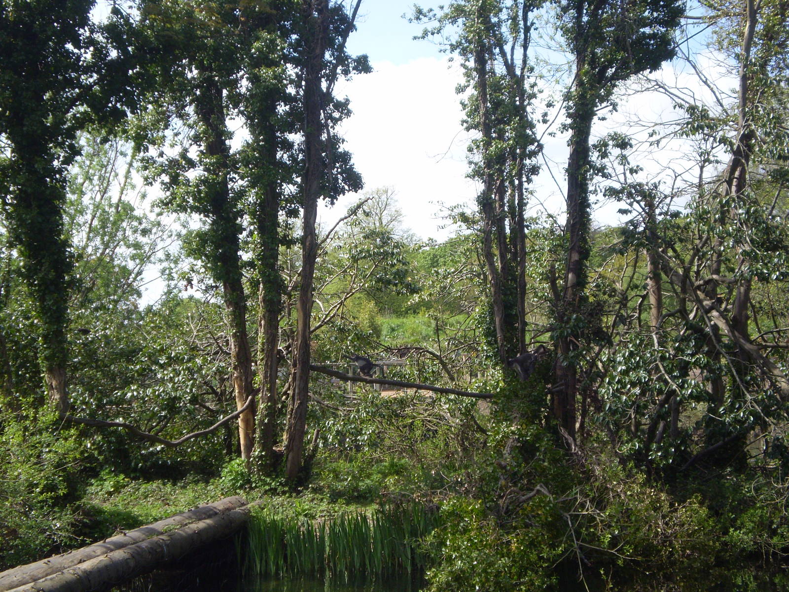 White-Collared Mangabey Exhibit