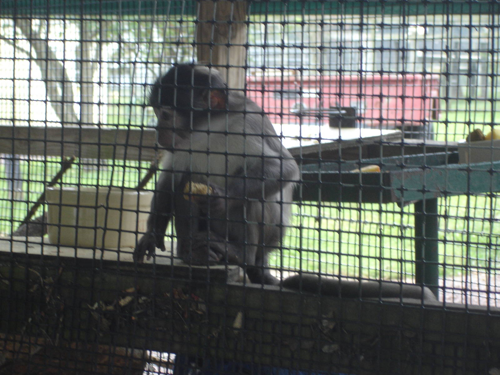 White Collared Mangabey