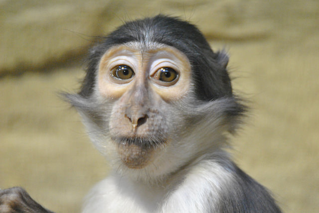 White-collared mangabey