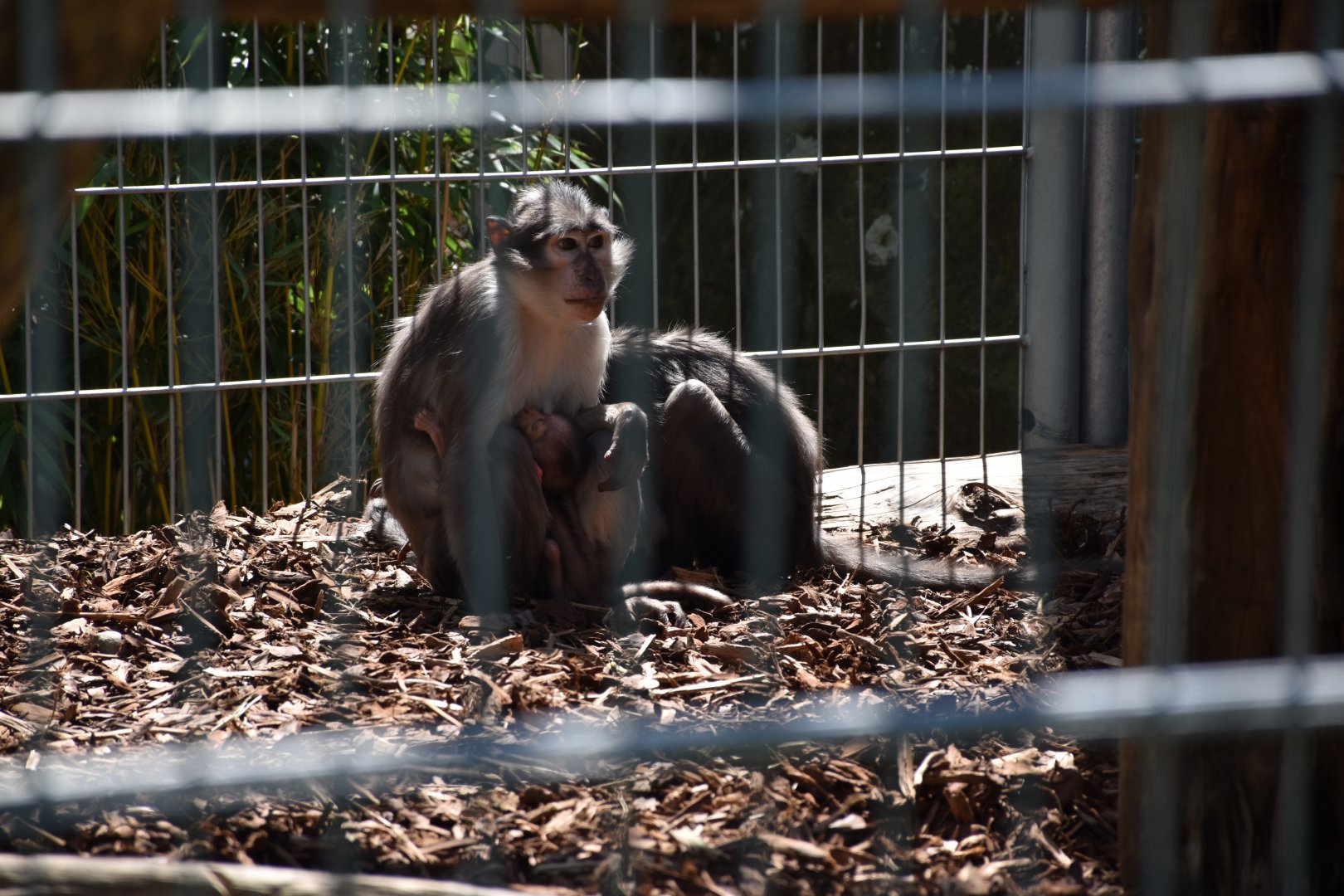 White-collared mangabey