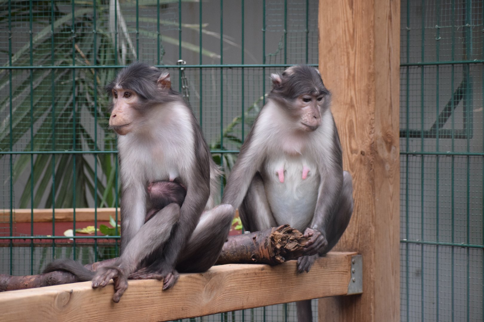 White-collared mangabeys - Parc zoologique de Saint-Martin-la- Plaine
