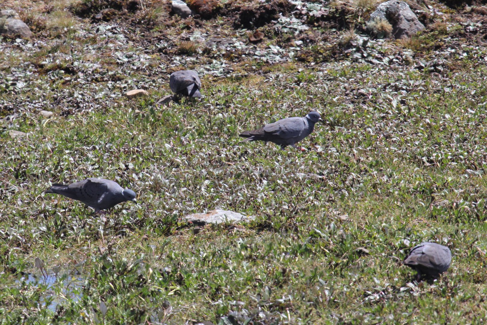 White-collared Pigeon (Columba albitorques)
