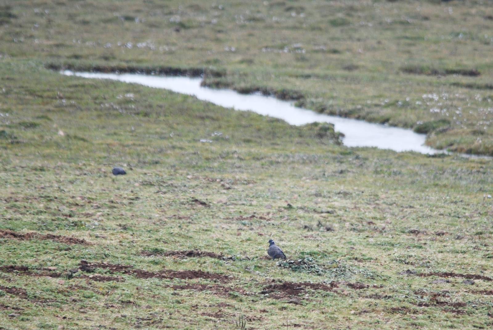 White-collared Pigeon in Bale Mountains NP, 15/10/14