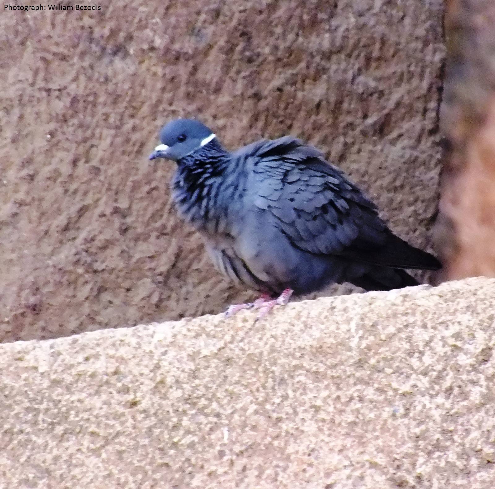 White-collared Pigeon