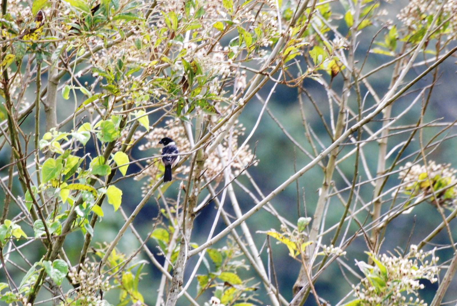 White-collared Seedeater at Arenal, 18/04/14