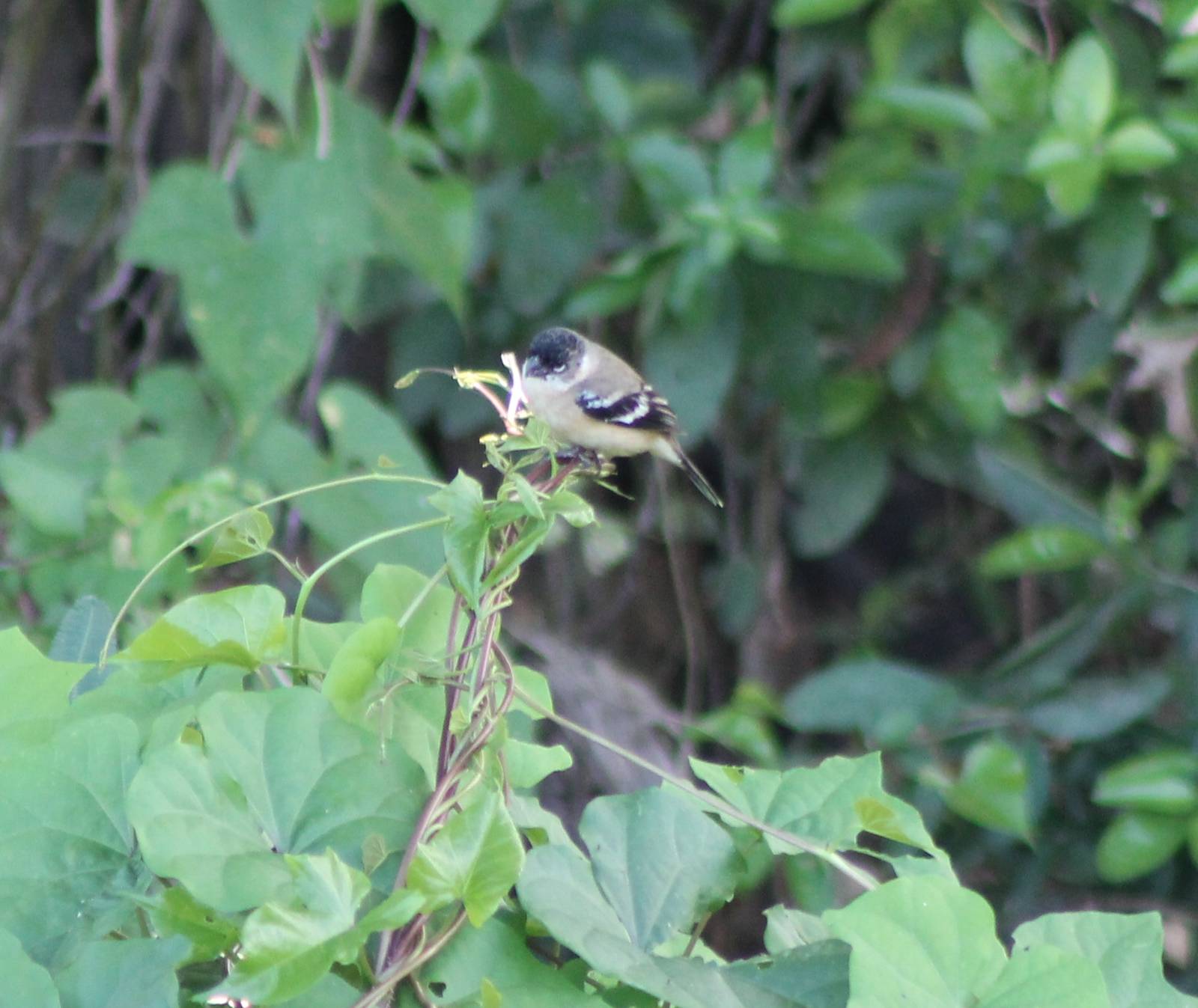 White-collared seedeater