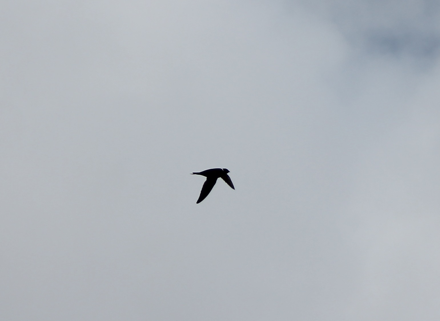 White-collared swift