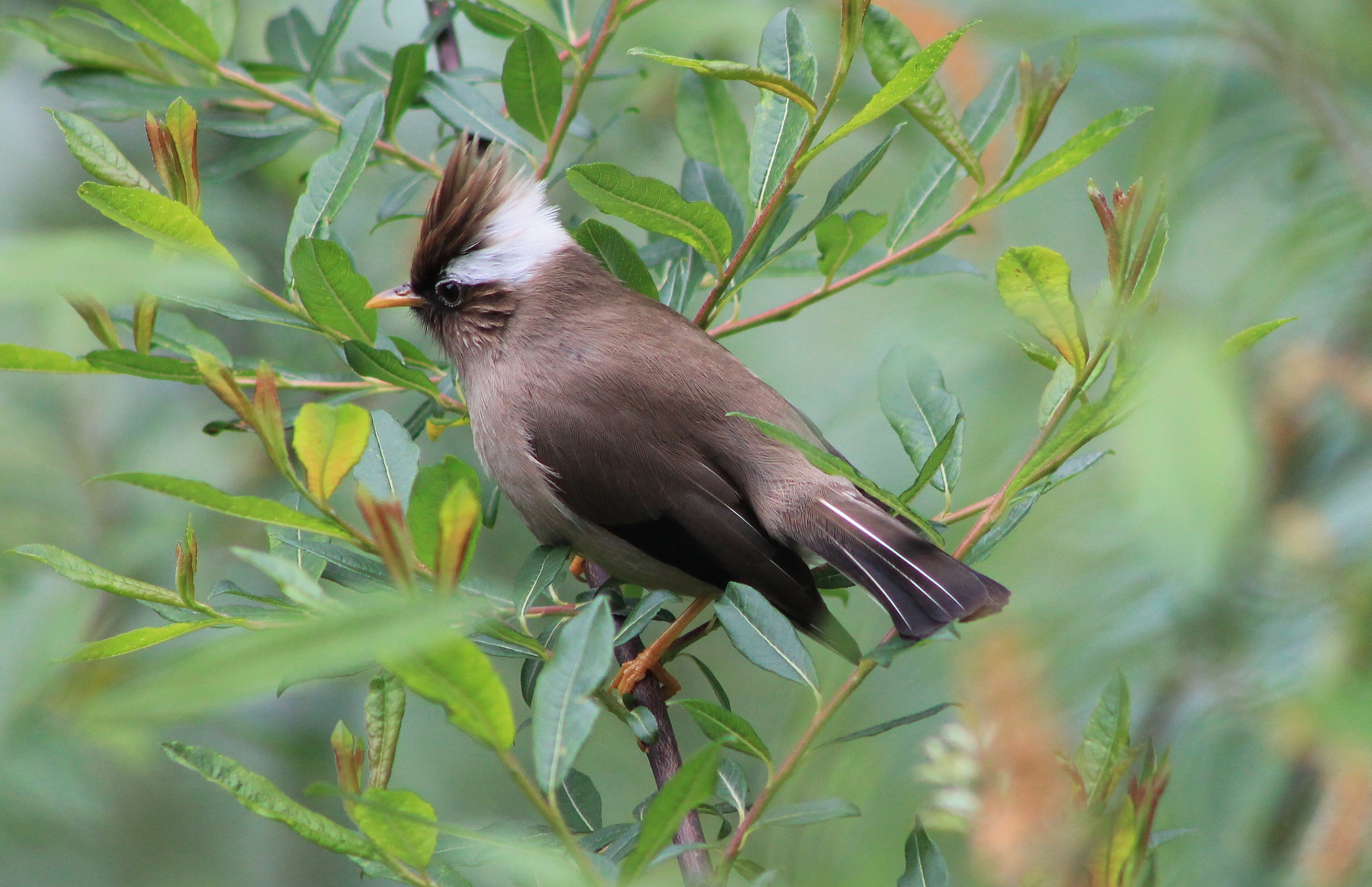 White-collared Yuhina (Parayuhina diademata)