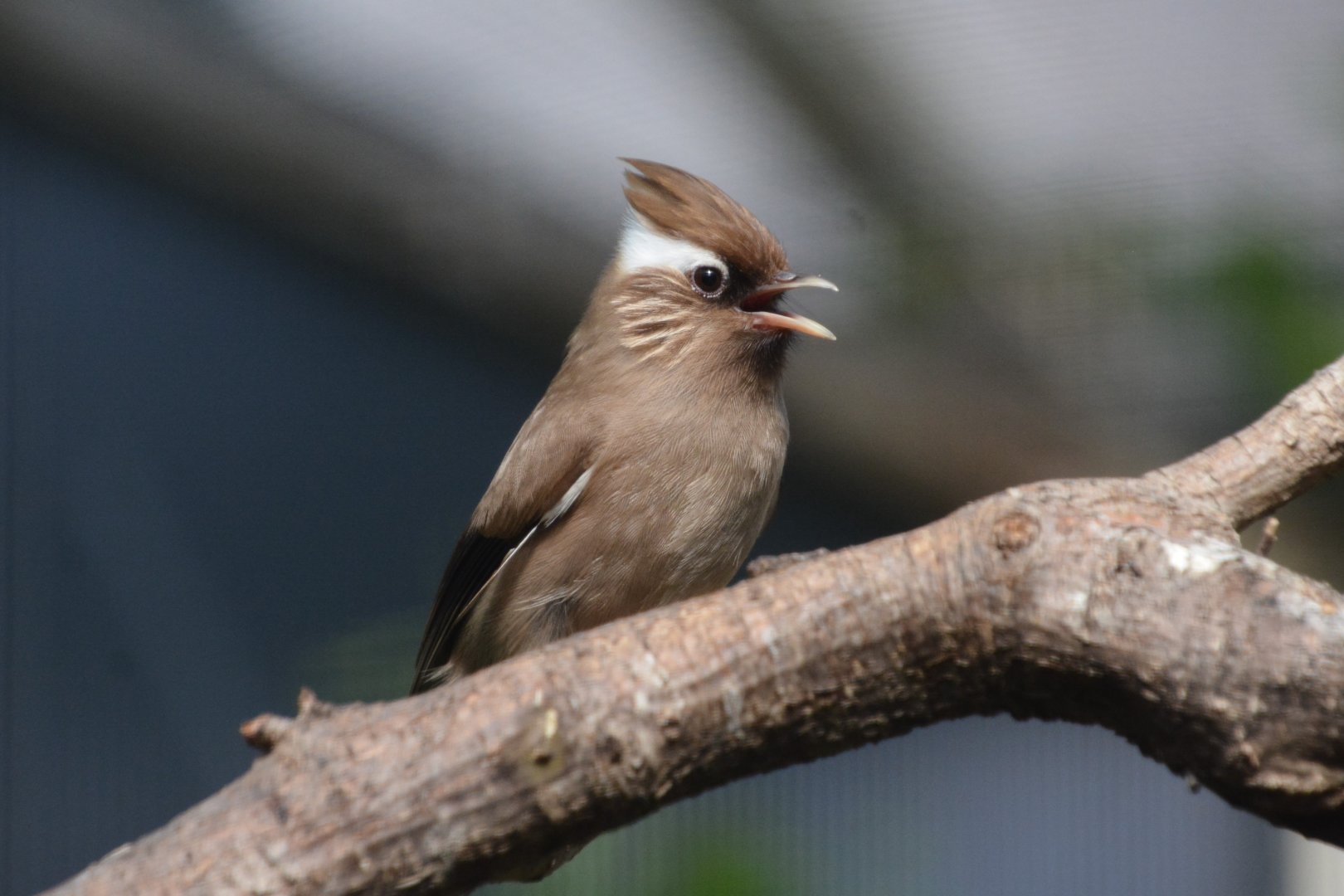 White-collared yuhina (Yuhina diademata)