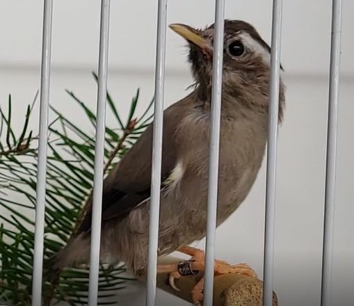 White-collared yuhina - Yuhina diademata