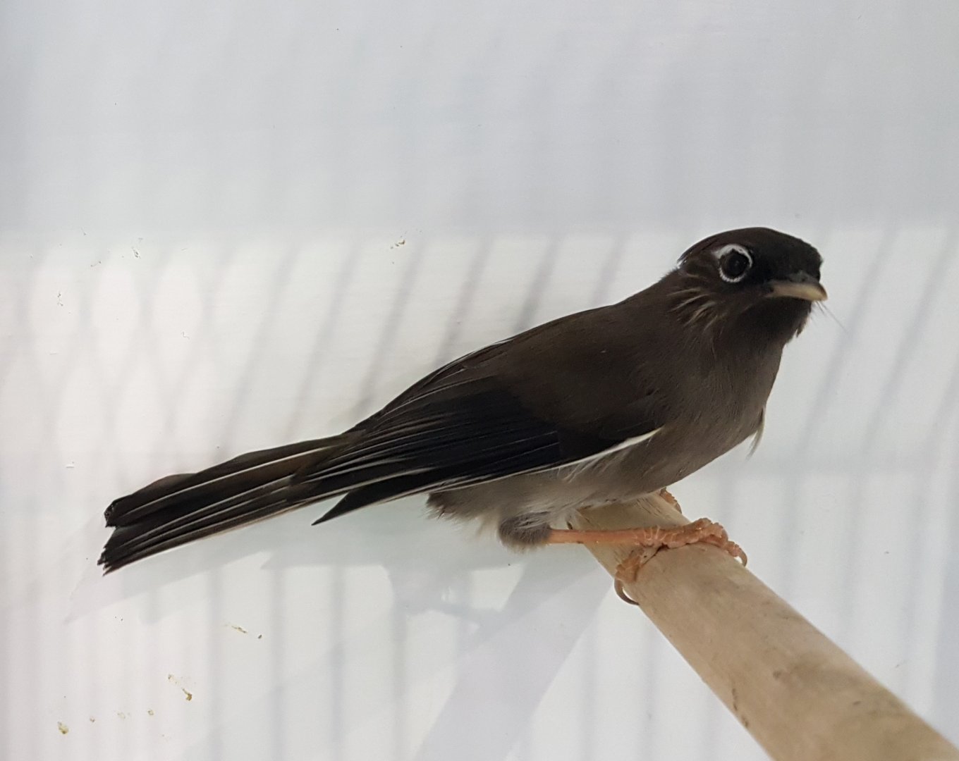 White-collared yuhina