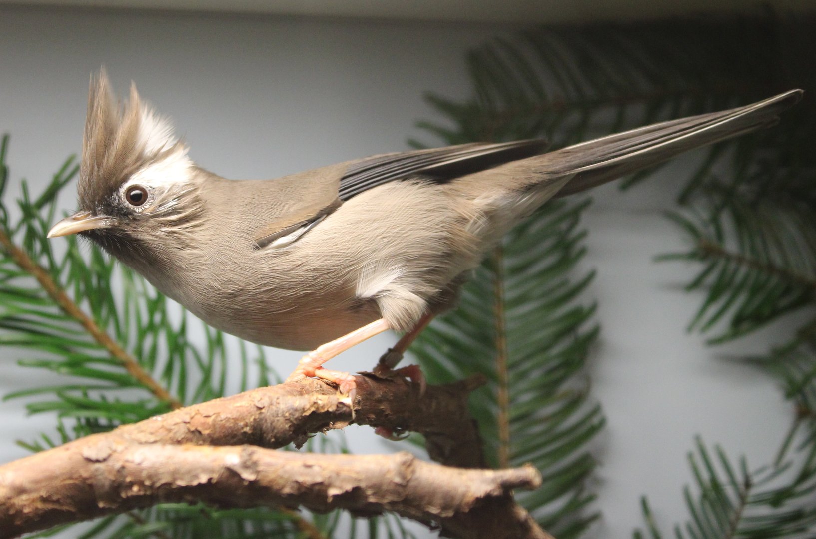 White-collered yuhina