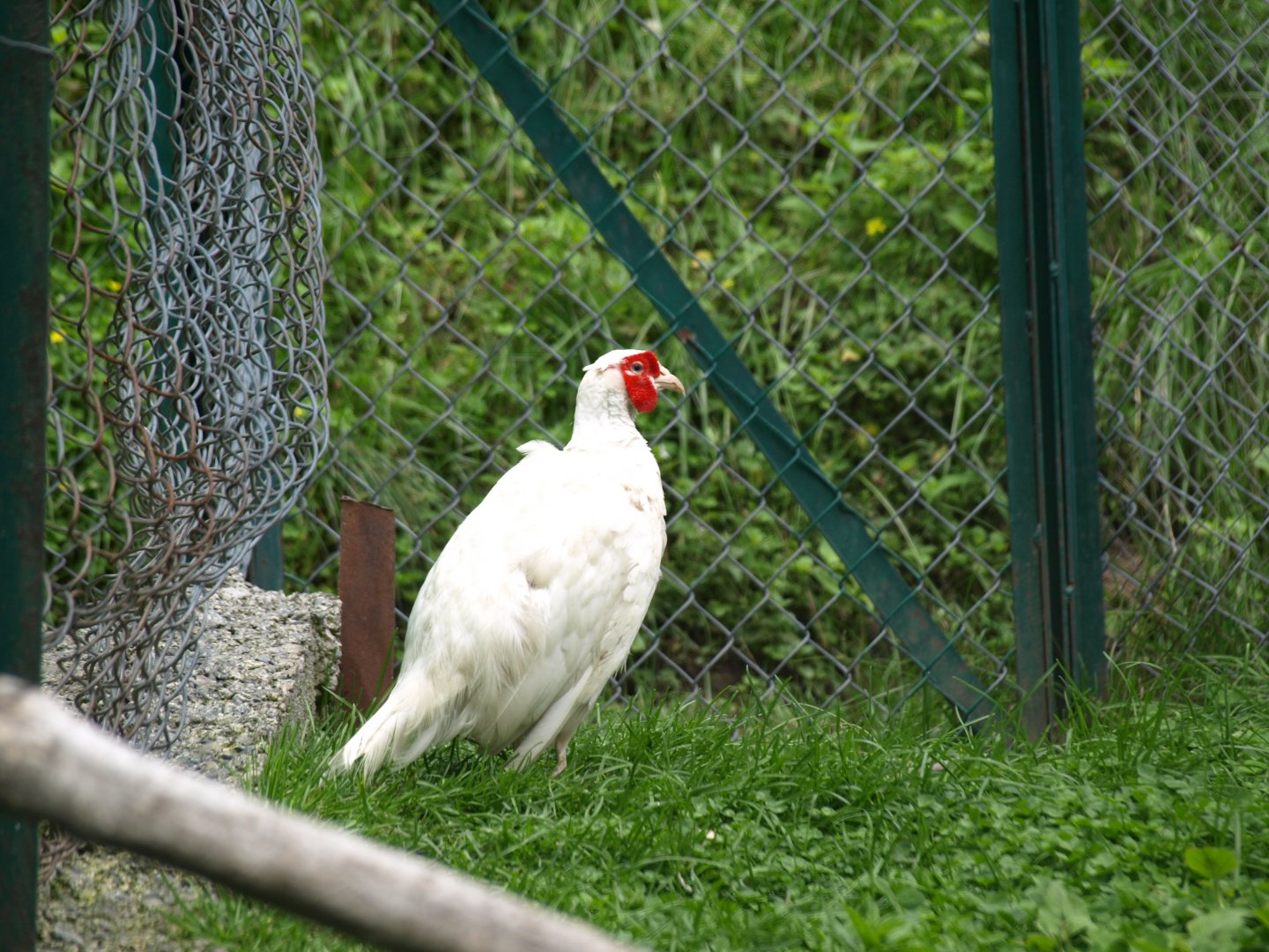 White Common pheasant - Lalazar Wildlife Park 2017