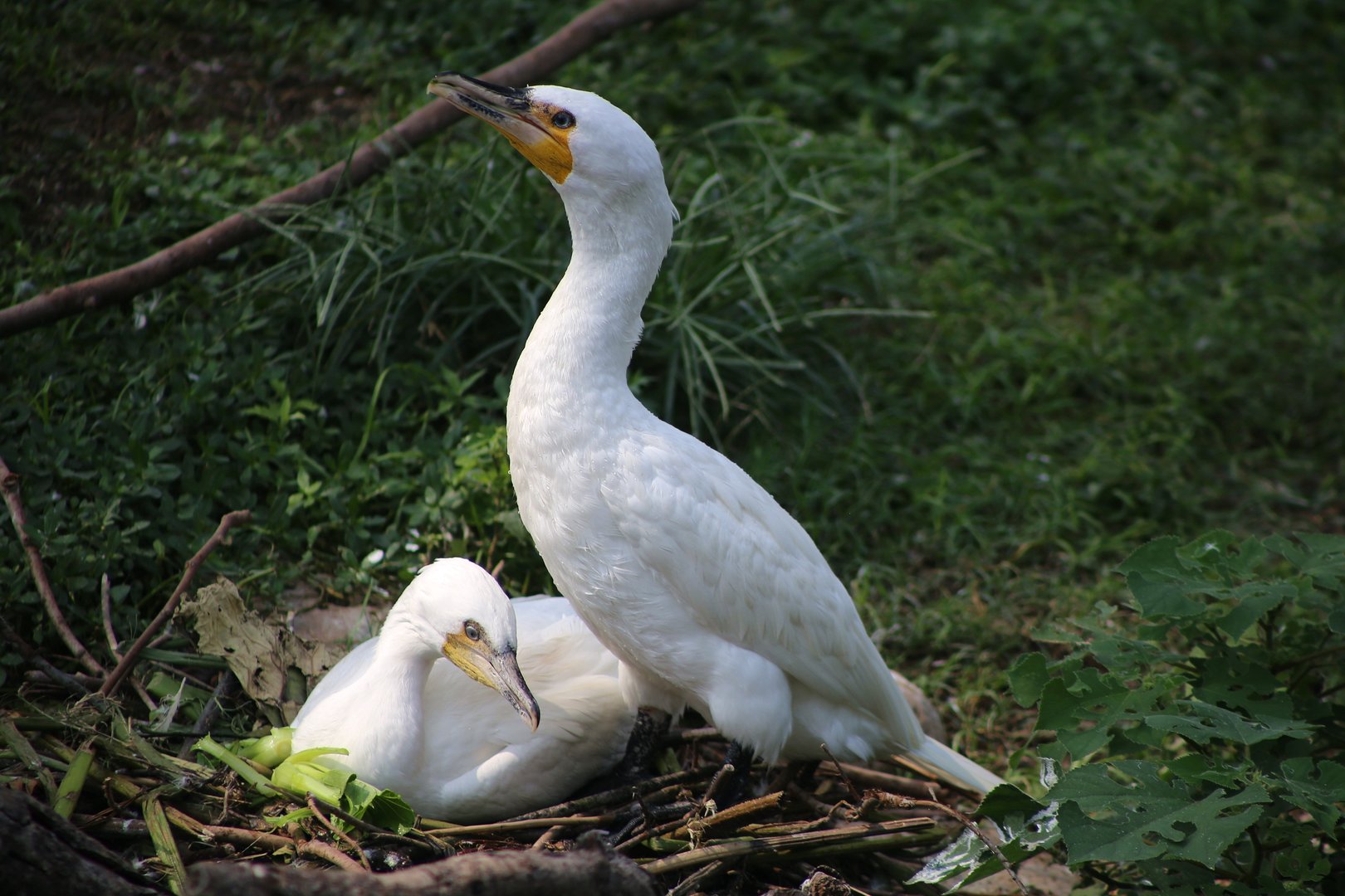 White Cormorant Pair Nesting