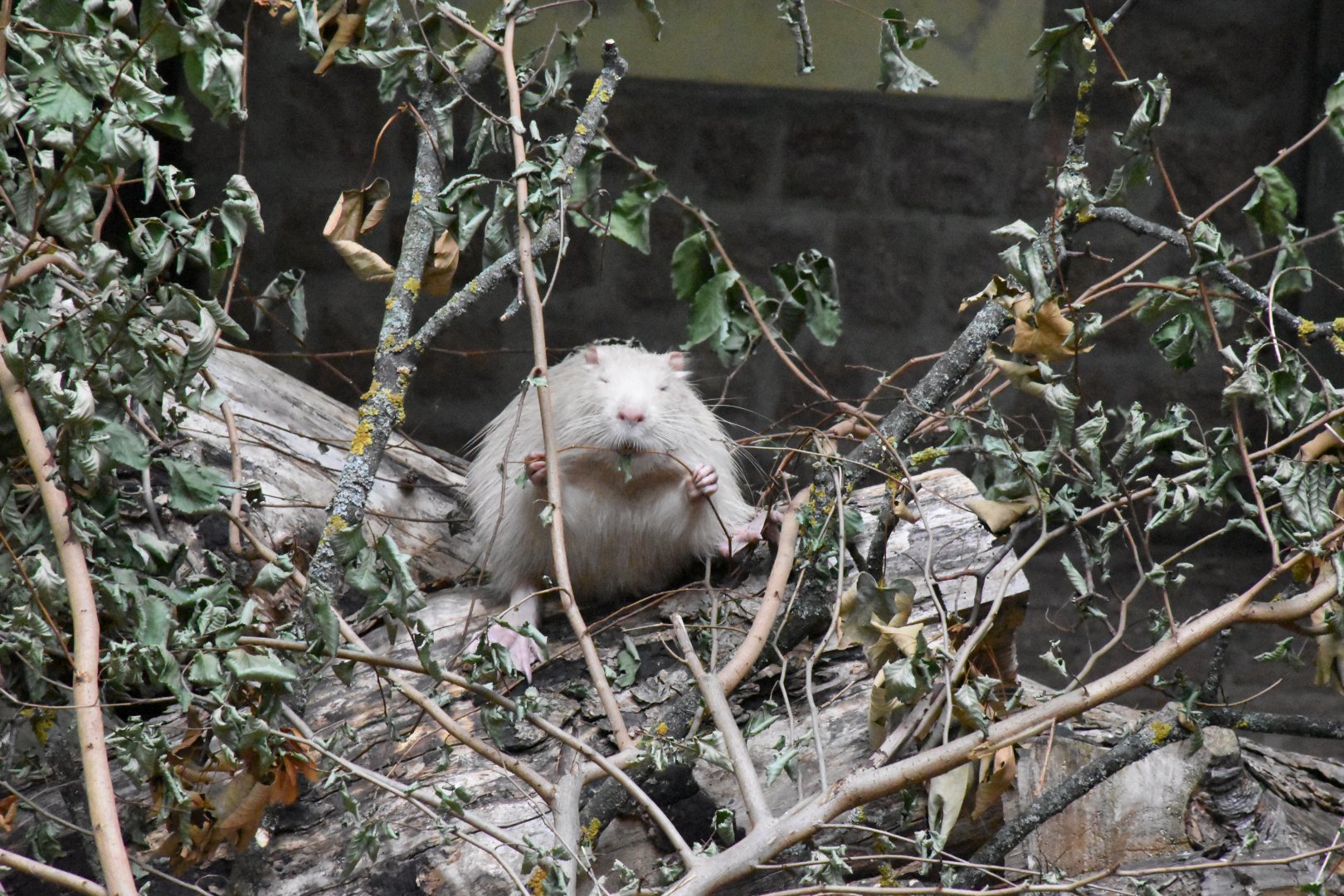 White coypu - Tierpark Köthen