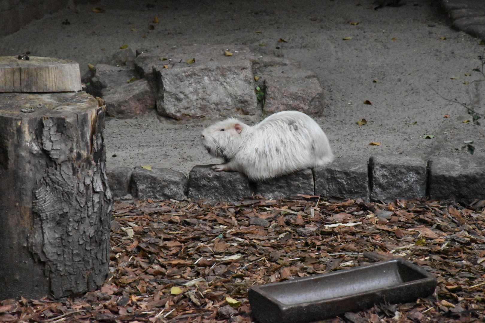 White coypu - Tierpark Köthen