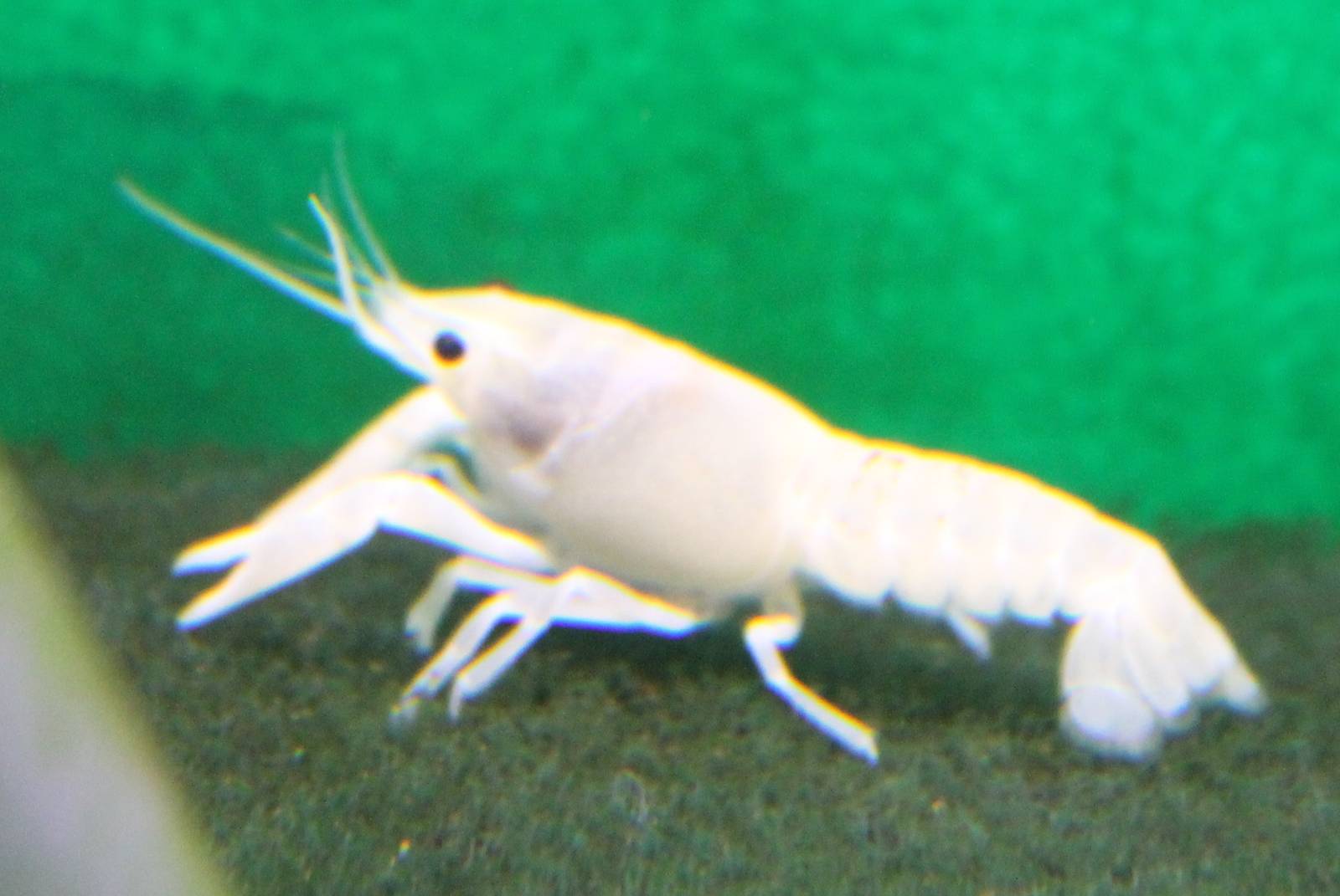 White crayfish ID