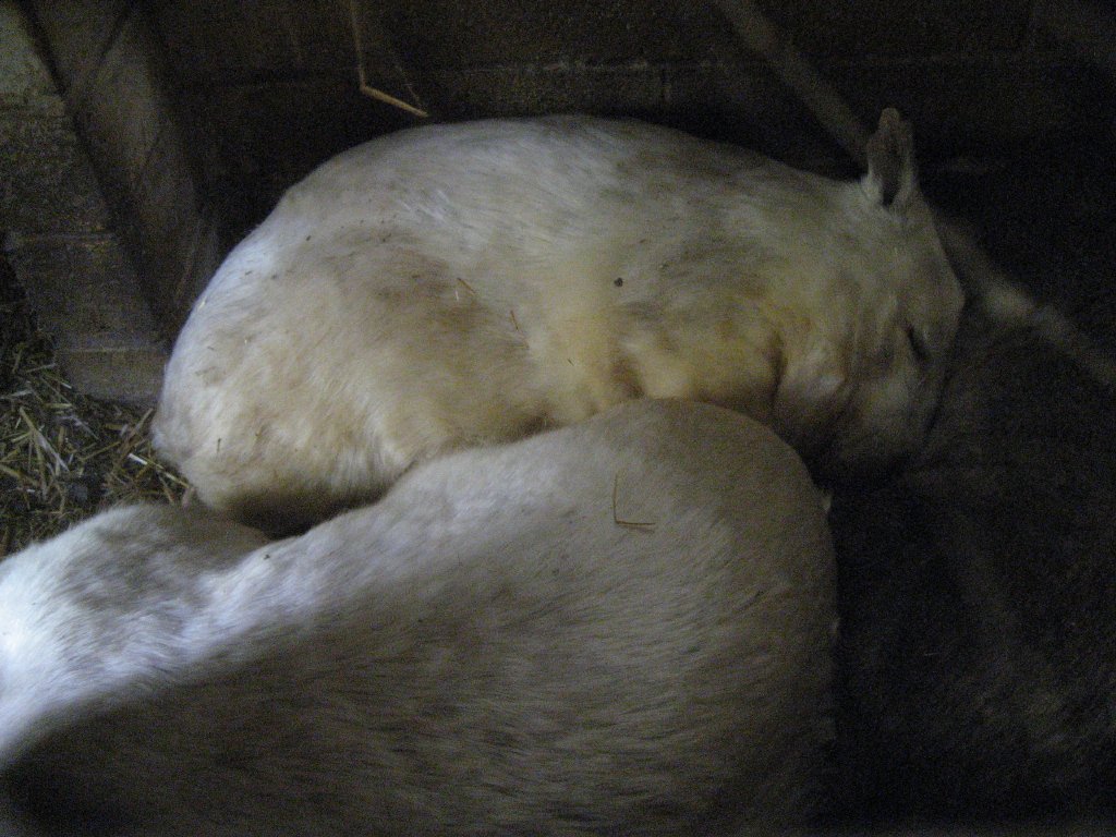 White (Cream) Common Wombat