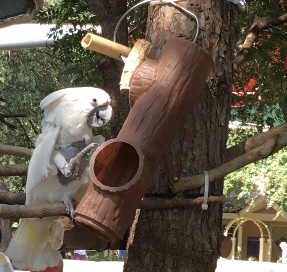 White Crested Cockatoo (Cacatua Alba)