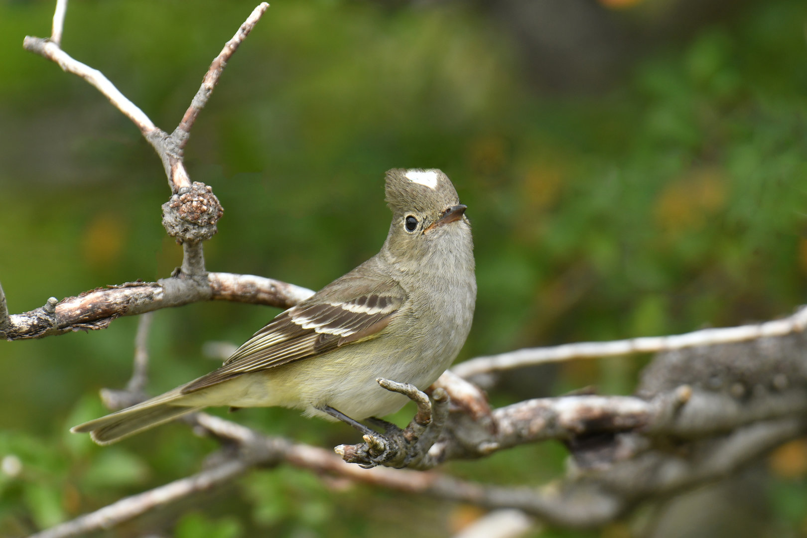 White-crested Elaenia (Elaenia albiceps)