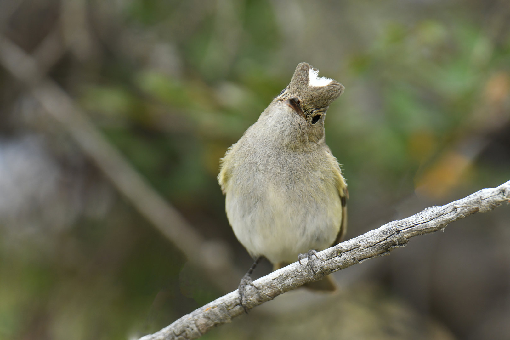 White-crested Elaenia (Elaenia albiceps)