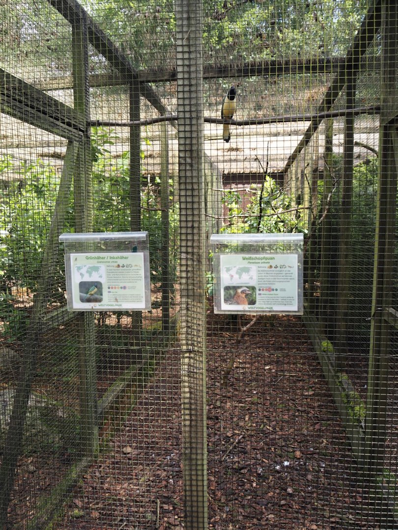 White-crested guan and Inca jay aviary, 2024-05-23