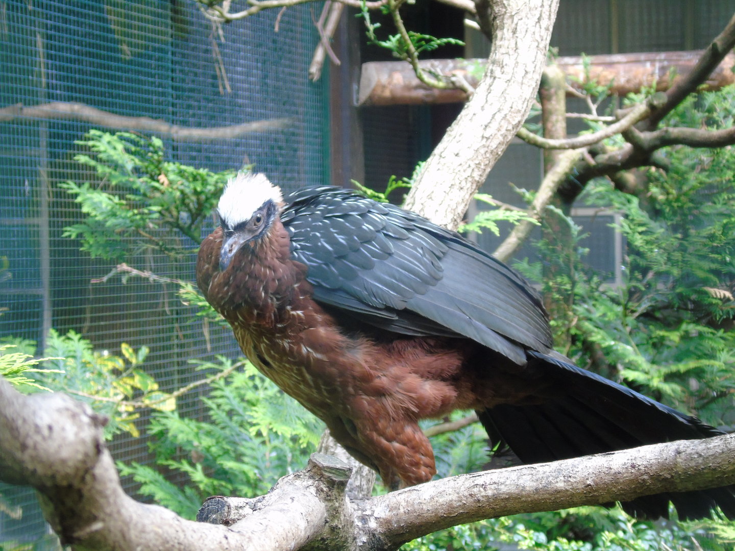 White-crested guan - May 2017