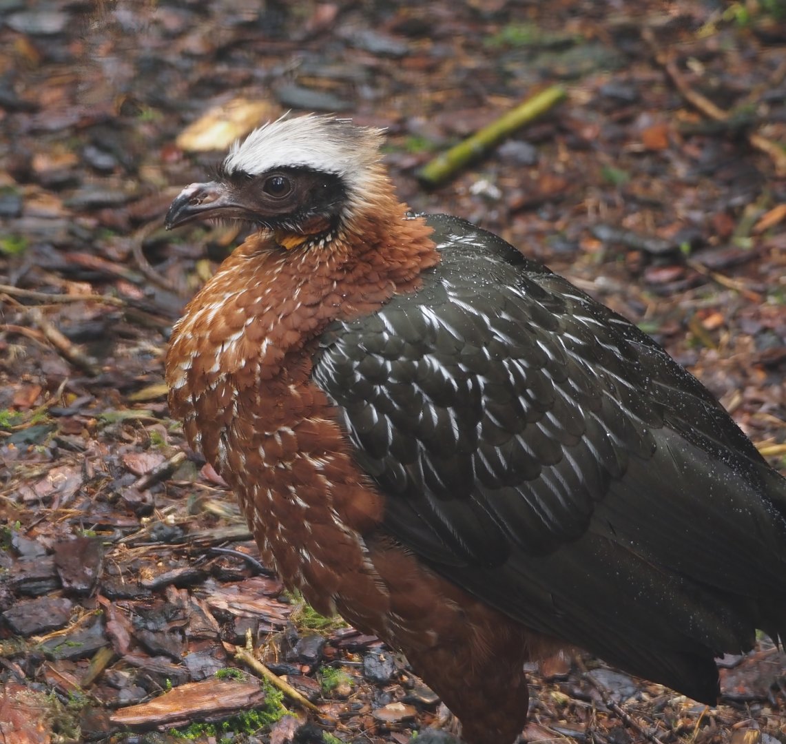 White-crested guan (Penelope pileata), 2024-05-22