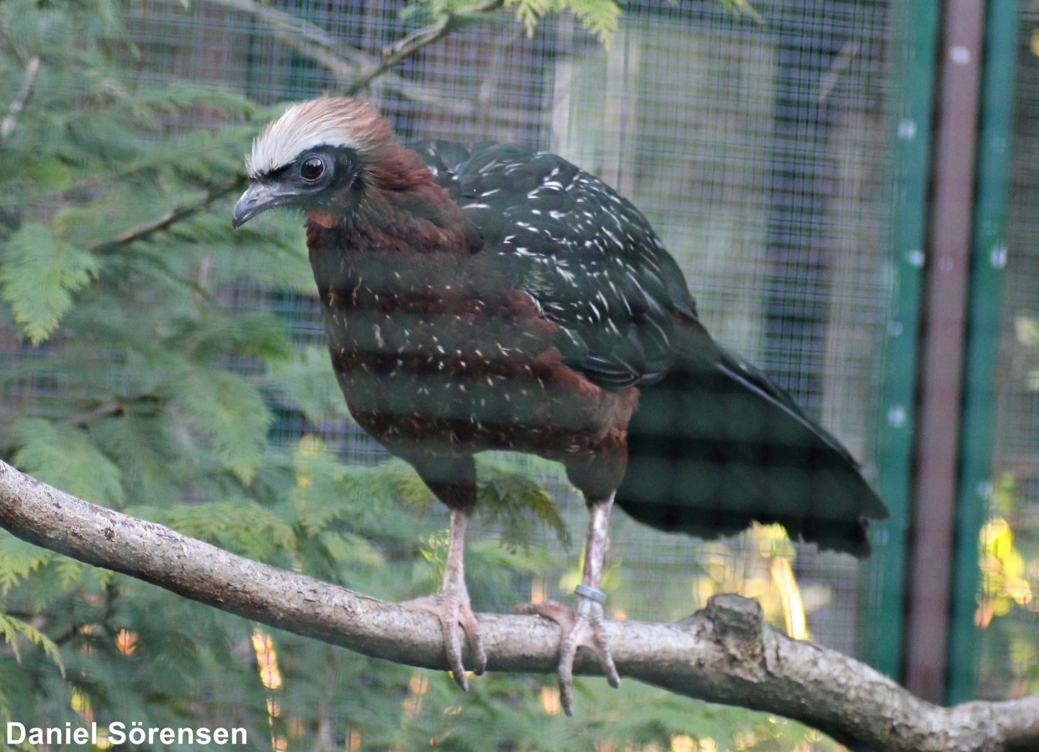 White-crested guan (Penelope pileata)