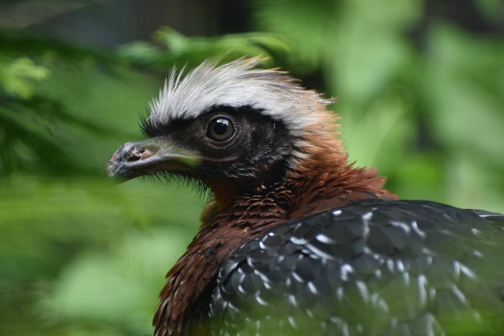 White-crested Guan Penelope pileata