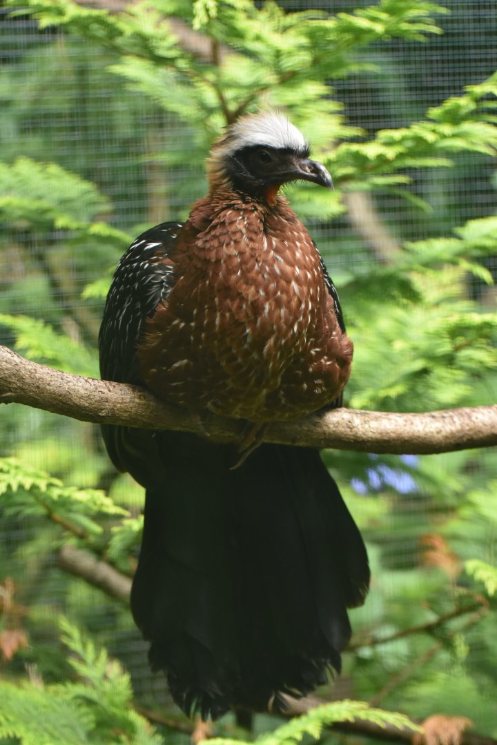 White-crested Guan Penelope pileata