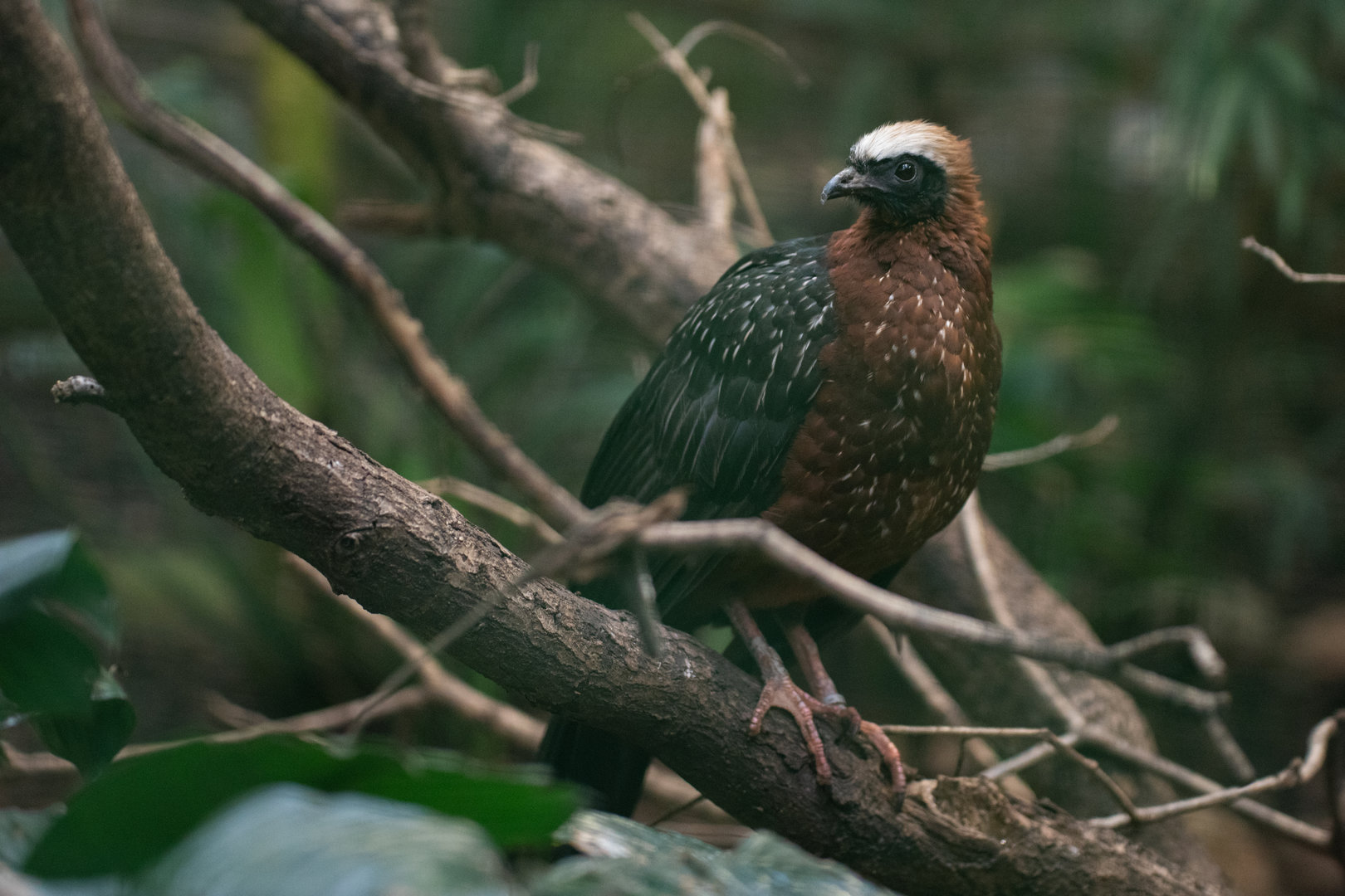 White-crested guan (Penelope pileata)