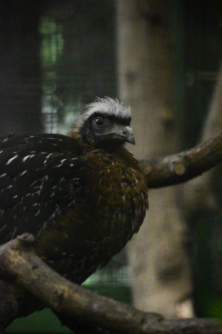 White crested guan, Penelope pileata
