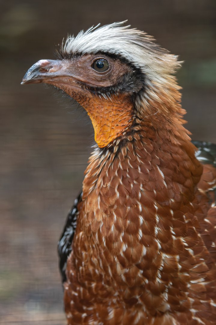 White-crested guan (Penelope pileata)