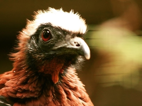 White-crested Guan
