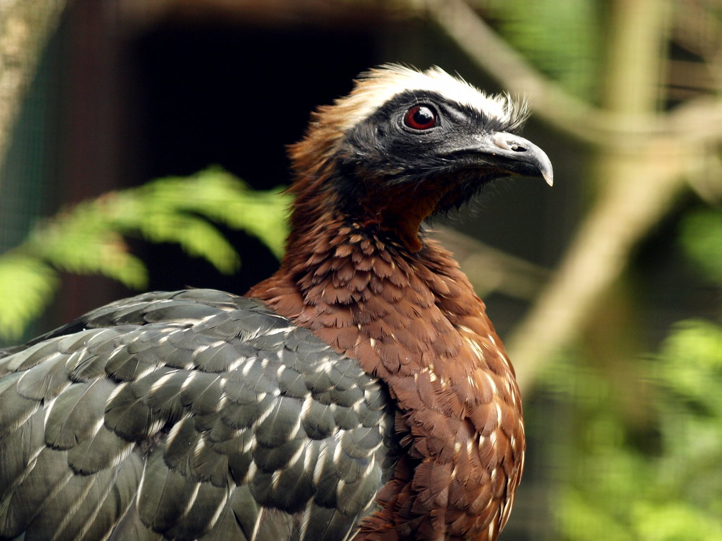 White-crested guan