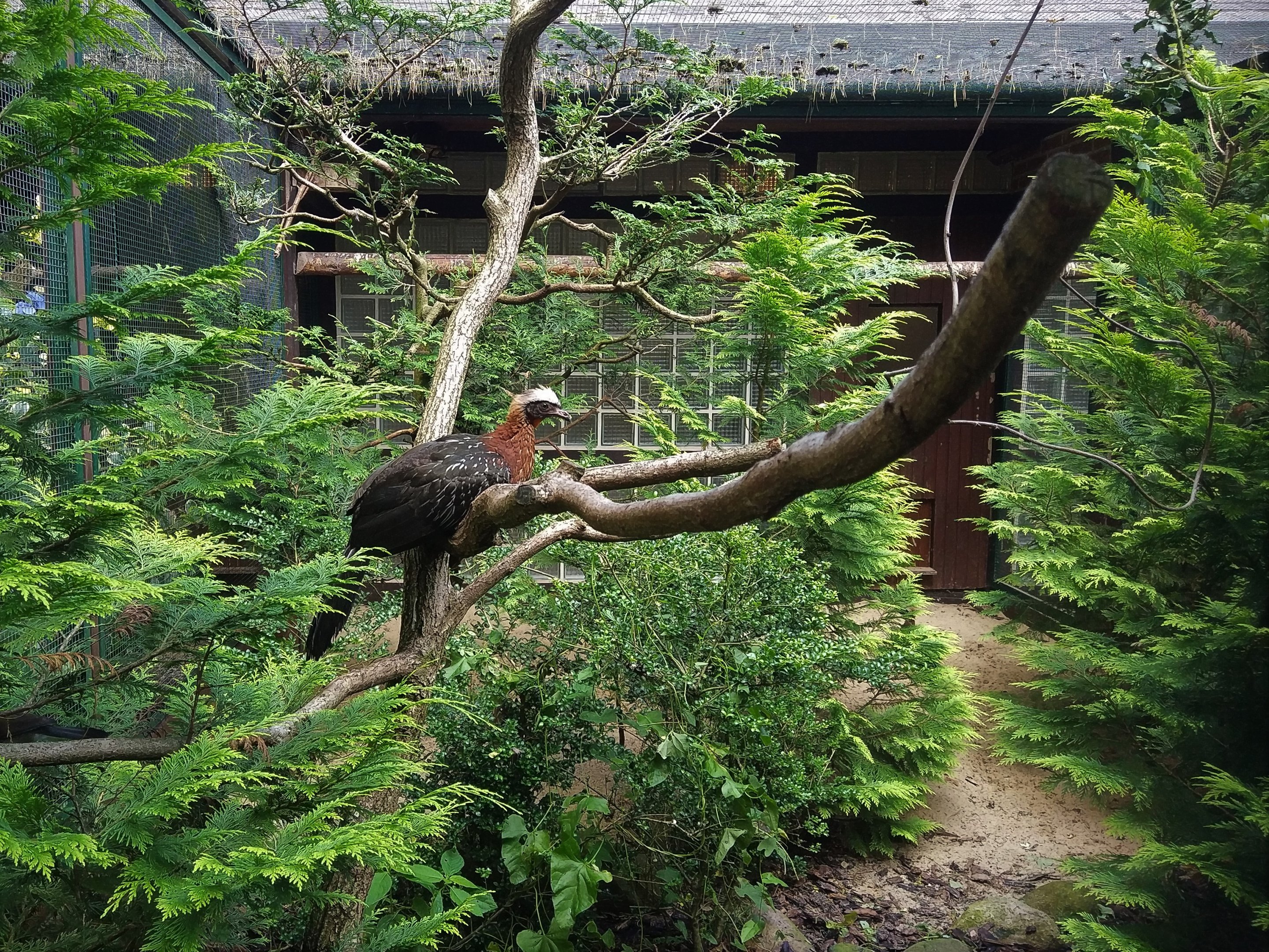 White-crested Guan