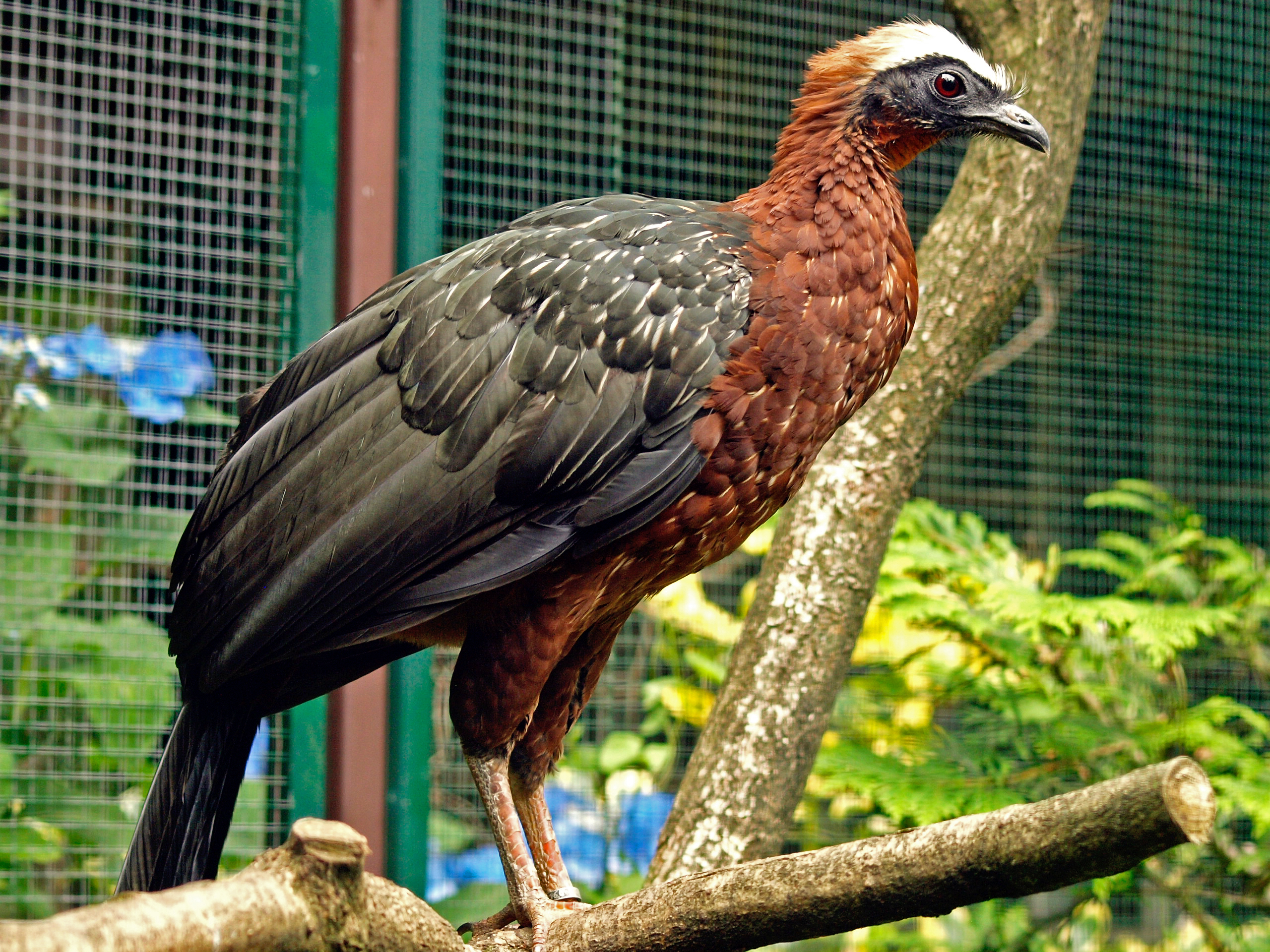 White-crested guan