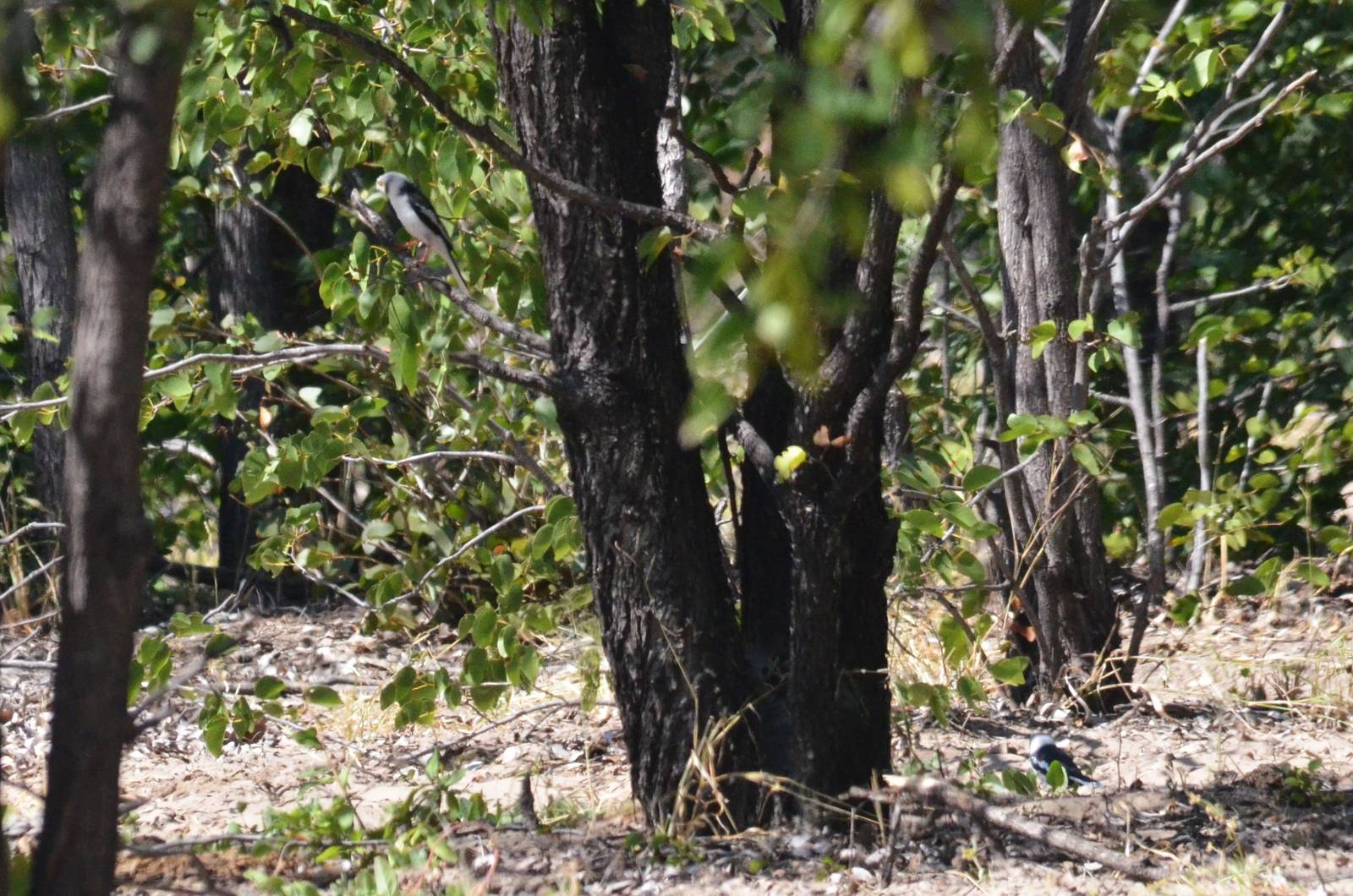 White-crested Helmetshrike near Maun, Botswana, 30/04/16