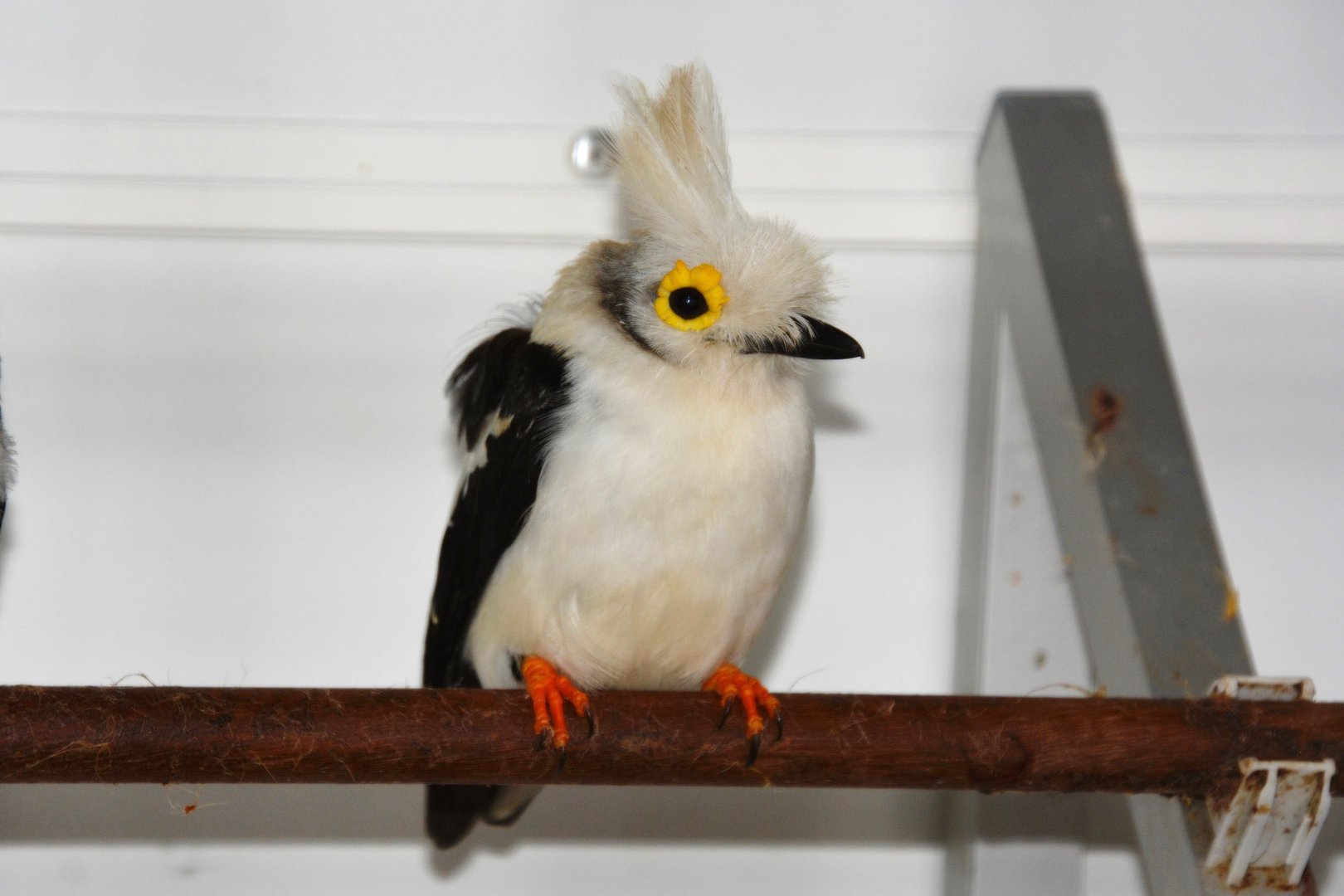 White-crested helmetshrike (Prionops plumatus)