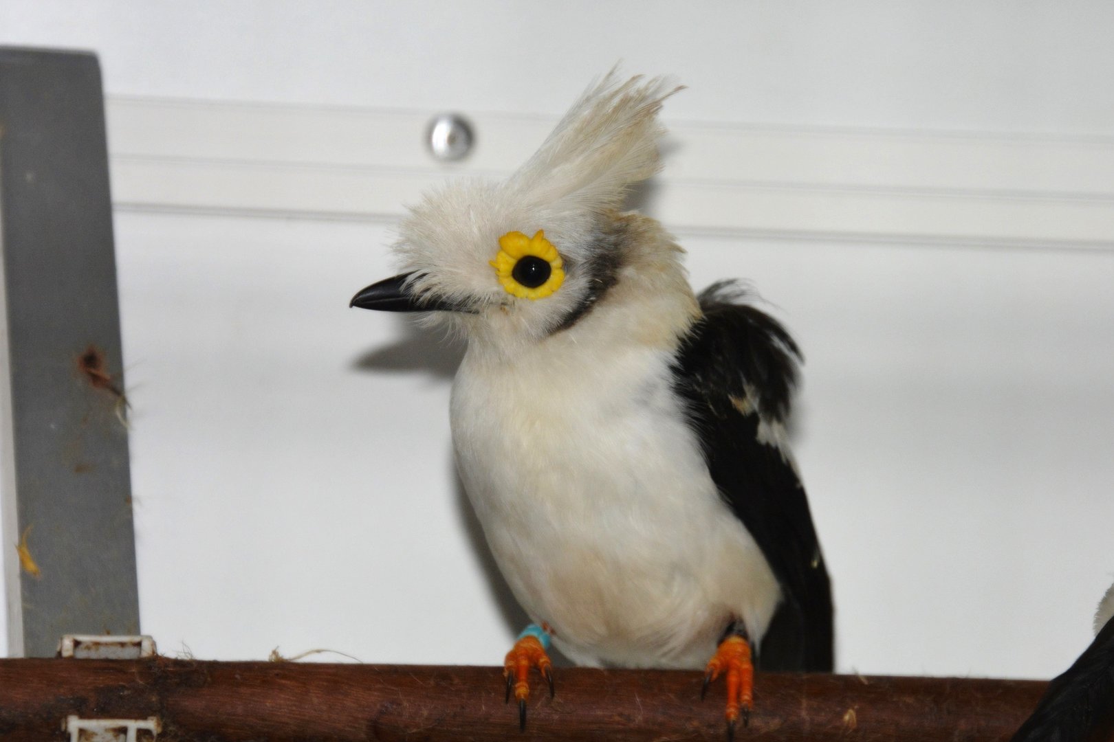 White-crested helmetshrike (Prionops plumatus)
