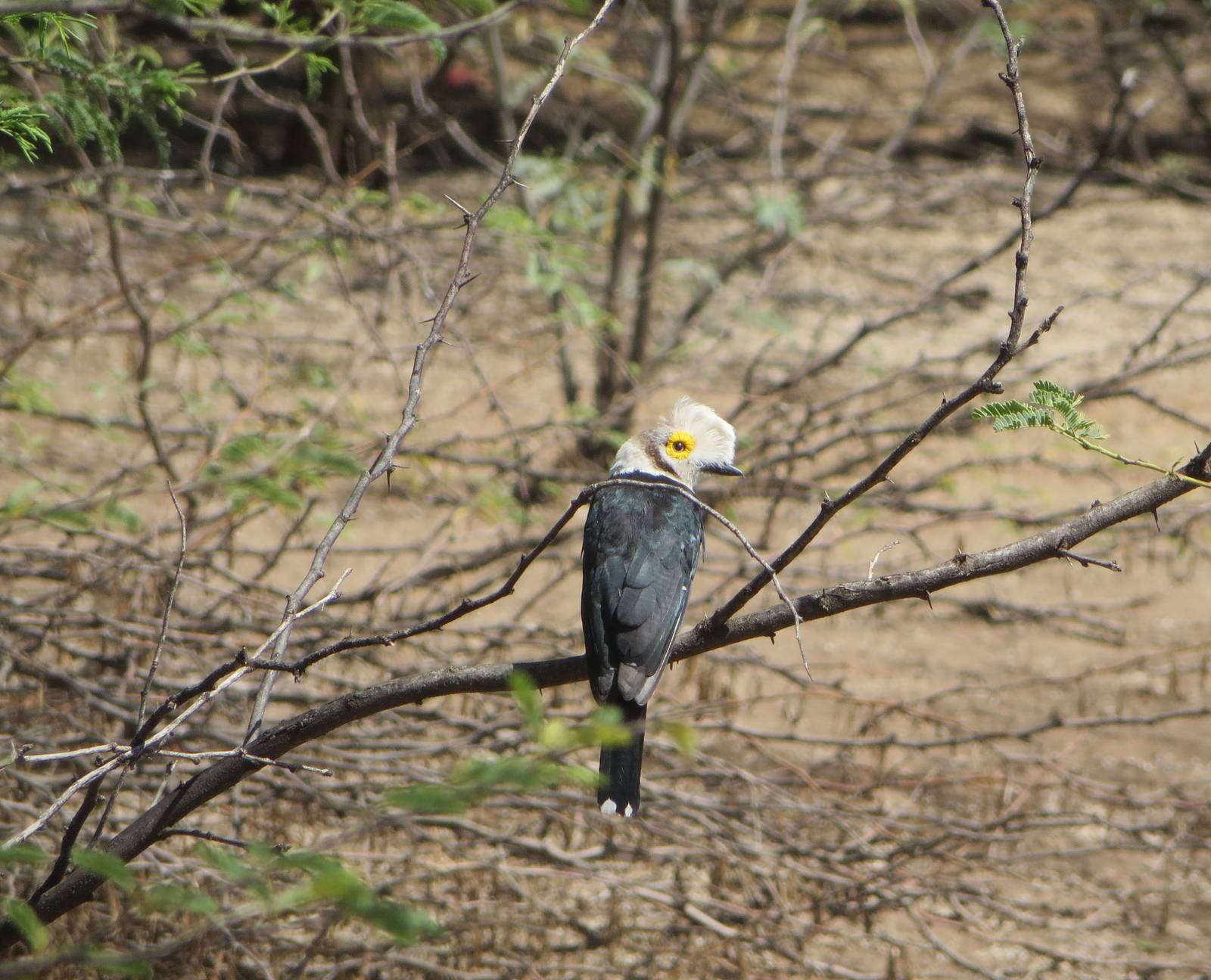 White-crested helmetshrike