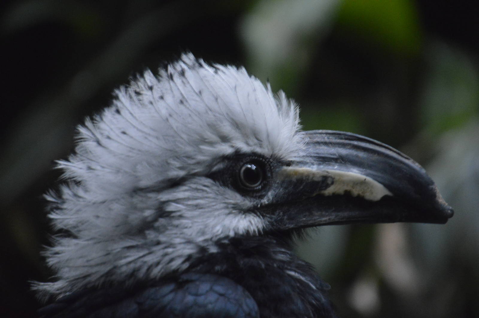 White-crested Hornbill 031215
