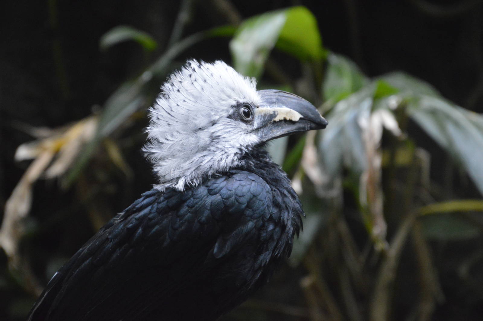 White-crested Hornbill 031215