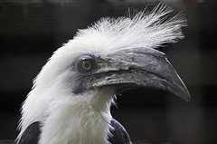 White Crested Hornbill - Berenicornis comatus - Melaka Zoo - 2009