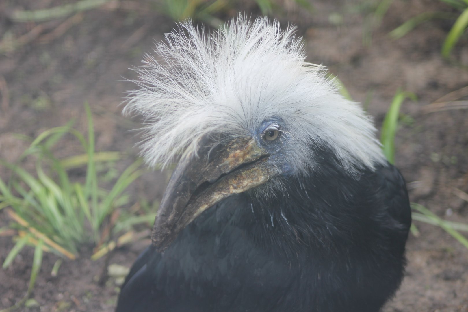 White-crested hornbill Female