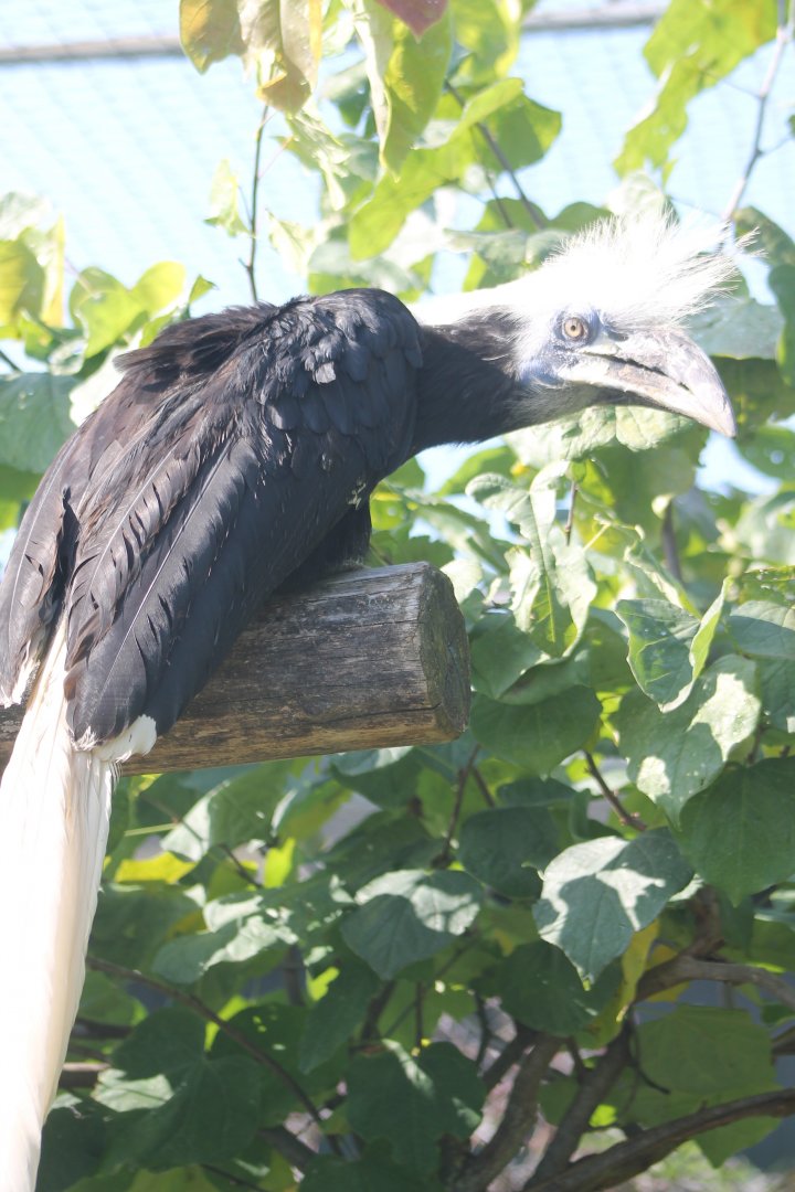 White-crested hornbill - Female
