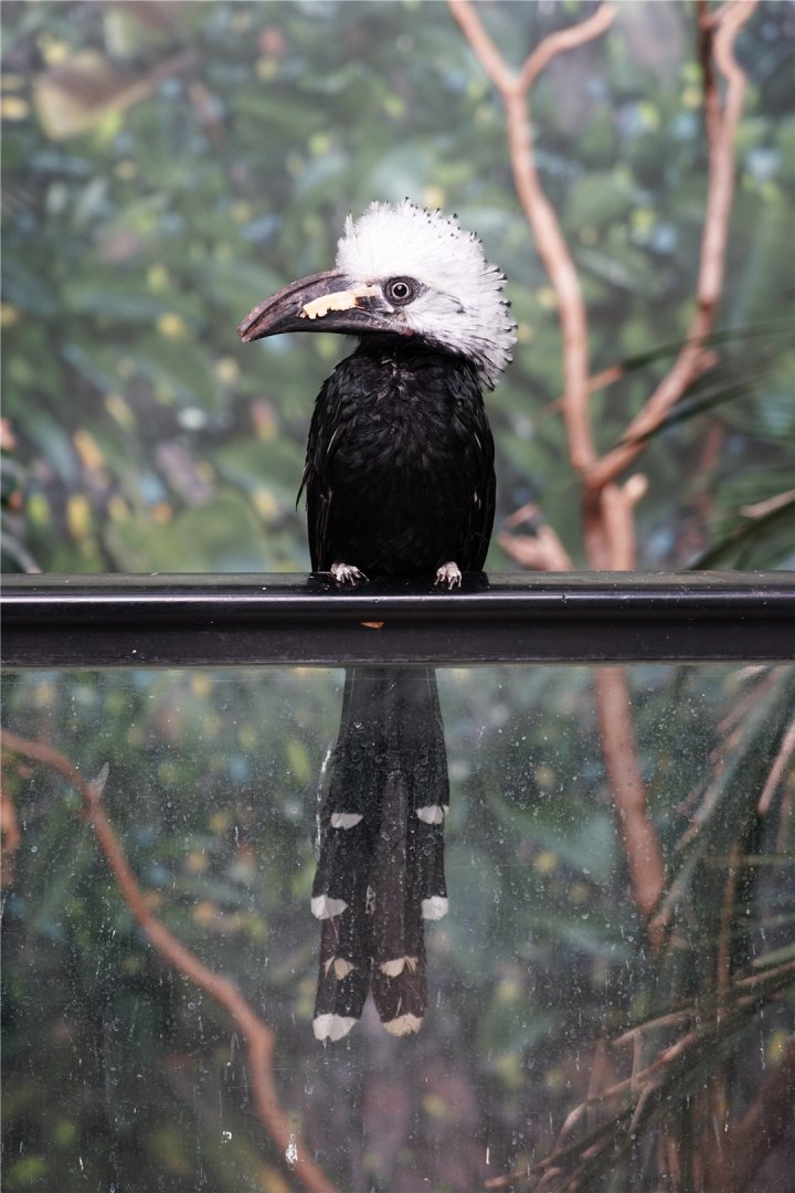 White-crested hornbill (Horizocerus albocristatus)