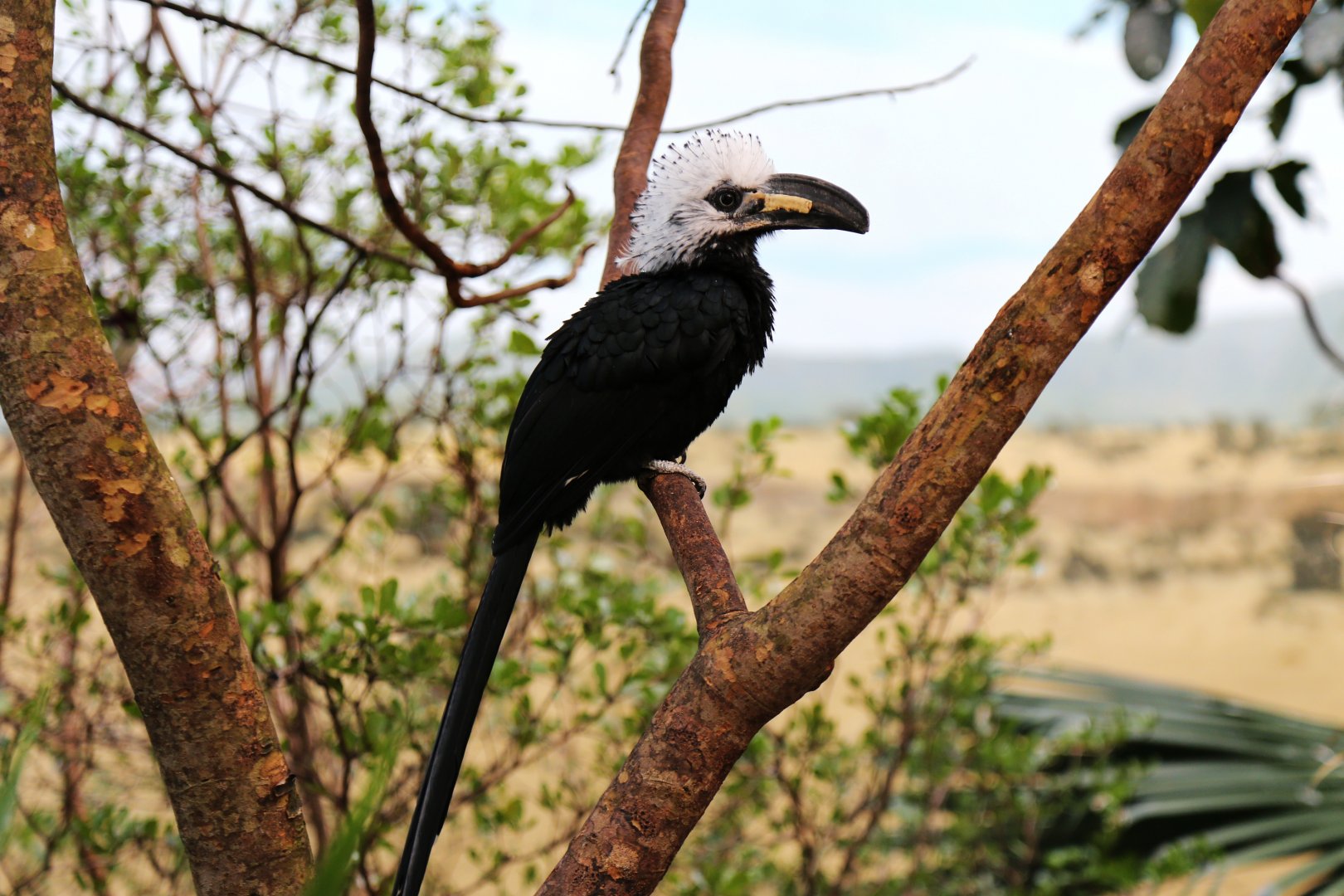 White-crested Hornbill (Horizocerus albocristatus)