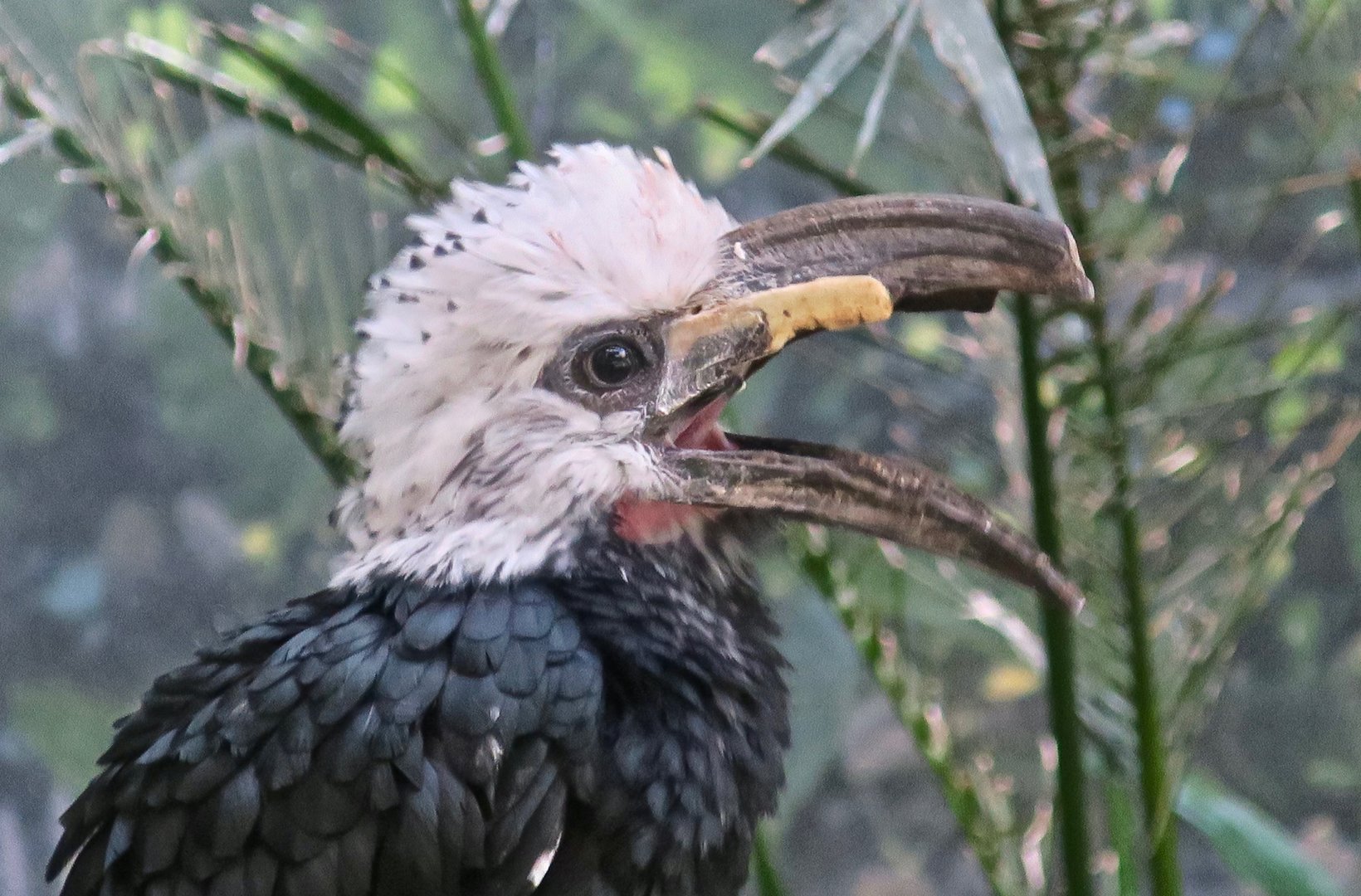White-Crested Hornbill (Horizocerus albocristatus)